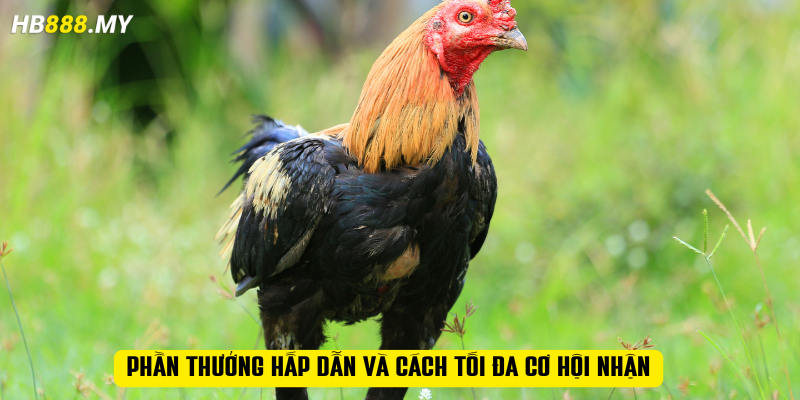 Phần thưởng hấp dẫn và cách tối đa cơ hội nhận