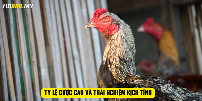 Tỷ lệ cược cao và trải nghiệm kịch tính